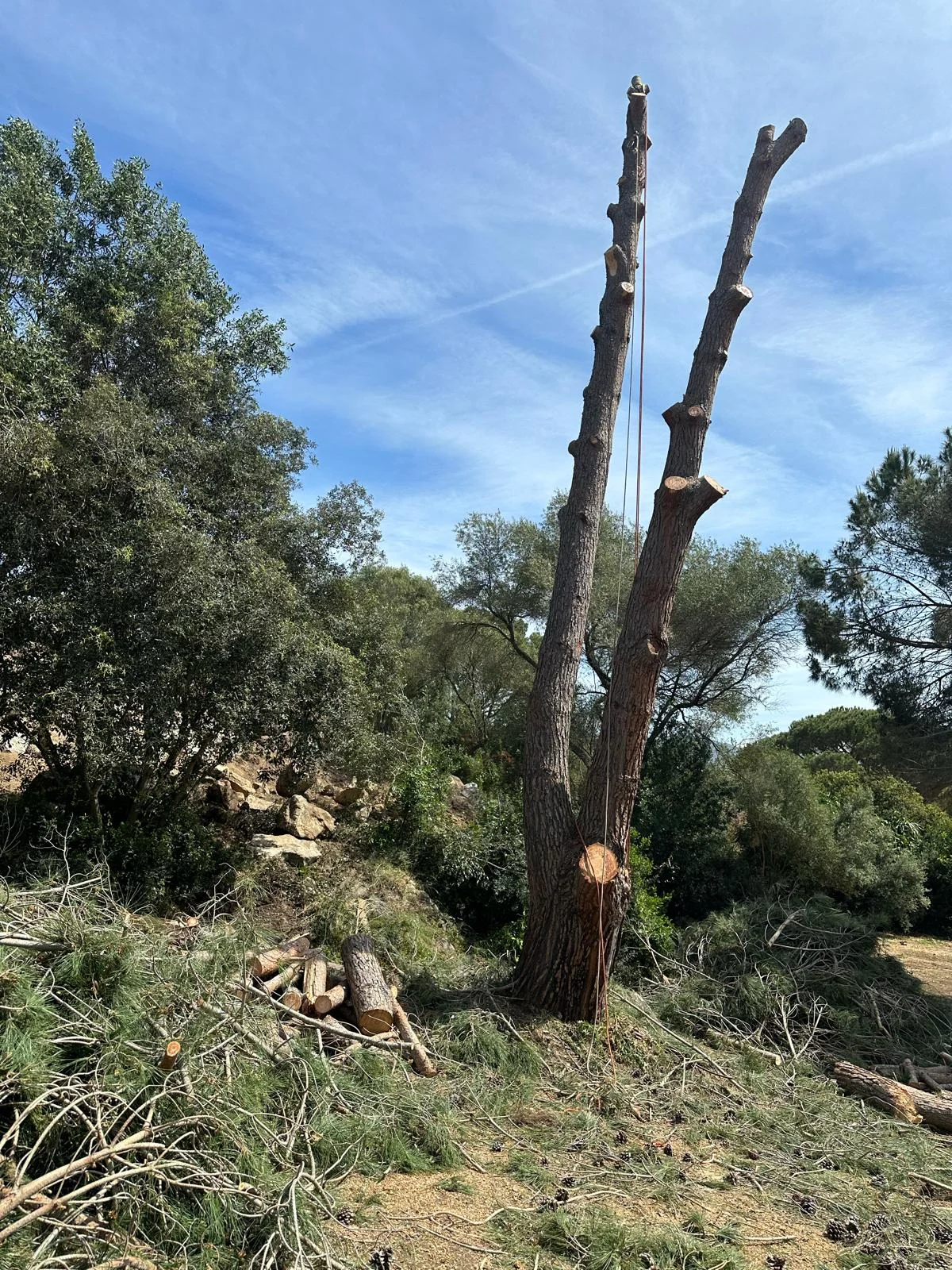 Tronc d'arbre en cours d'abattage par démontage sectionné