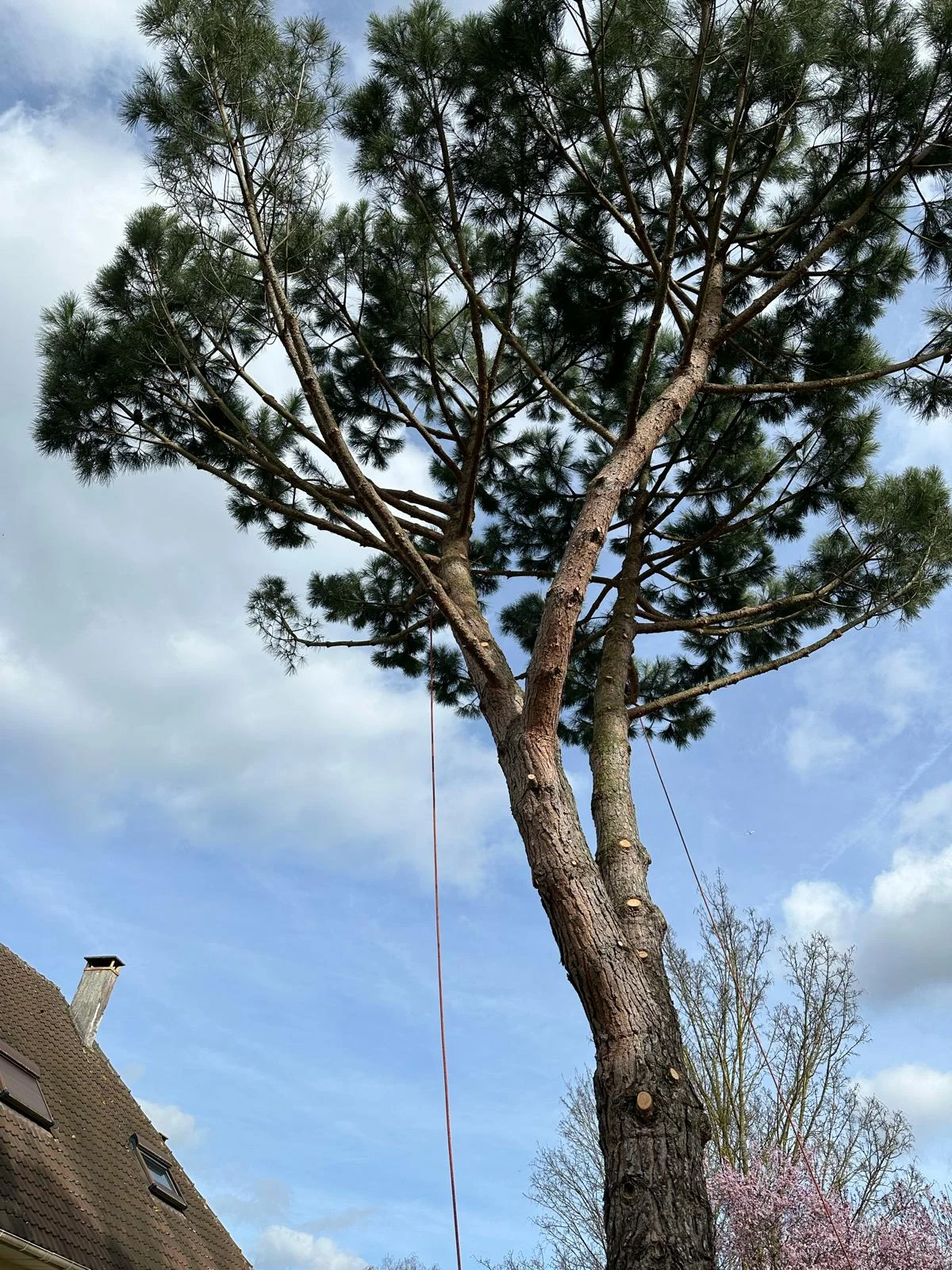 Élagage en cours d'un grand pin avec cordes