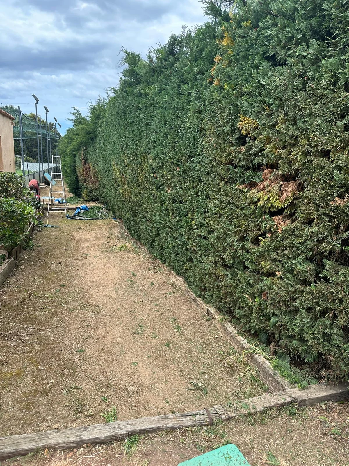 Haie de thuyas parfaitement taillée sur une longue allée