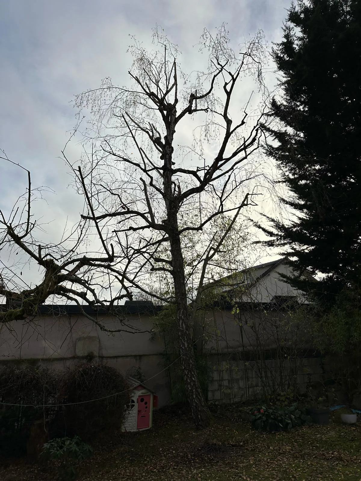 Arbre mort et dangereux dans un jardin privé, avant abattage