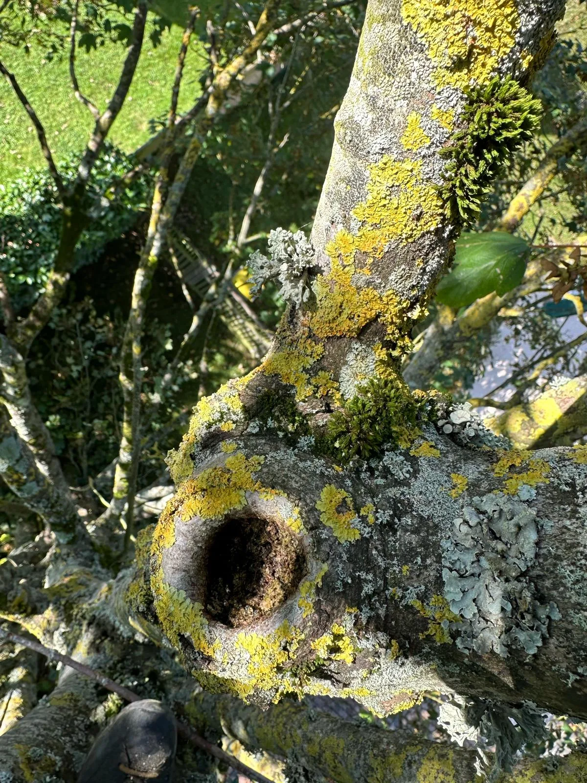 Détail d'un tronc avec cavité et mousses, signes d'arbre malade